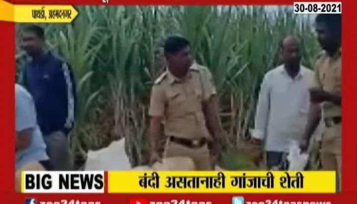 Ahmedngar Pathardi Police Seize Ganja From Sugarcane Farm