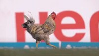 Cricket सामन्यादरम्यान जेव्हा मैदानावर झाली कोंबड्याची एन्ट्री, पाहा Video
