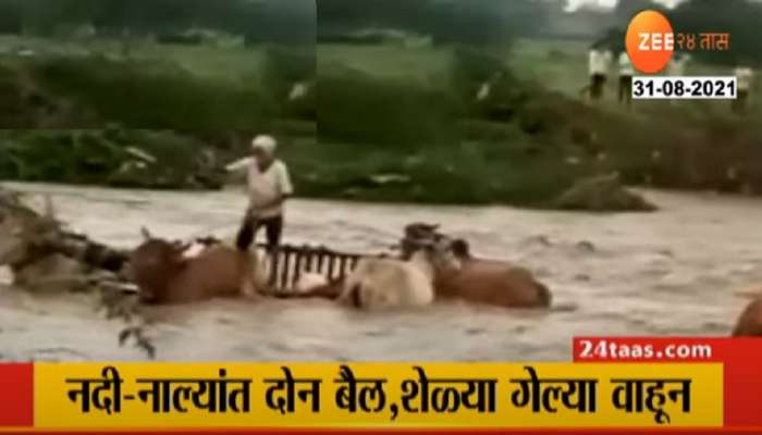 Video : जोरदार पावसाने पुरात बैलगाडी, शेळ्या गेल्या वाहून