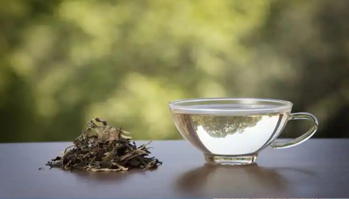 साधा चहा सोडा...White Tea ट्राय करा! आरोग्यासाठीही ठरतो फायदेशीर