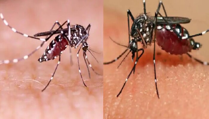 सावधान... मुंबईत डेंग्यूचा ‘ताप’ वाढला, रुग्णसंख्येत चौपटीहून अधिक वाढ