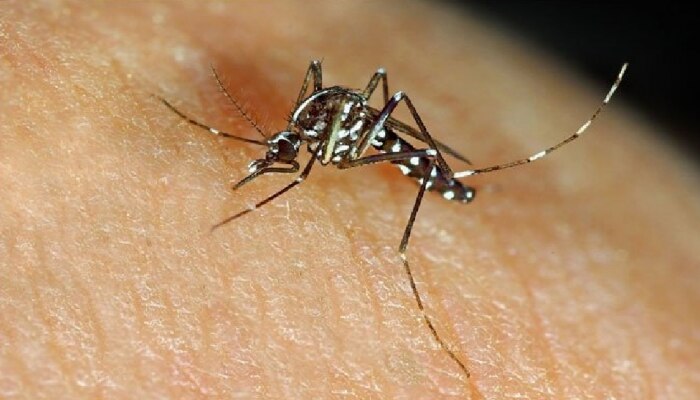 कोरोनानंतर मुंबईकरांना डेंग्यू आणि मलेरियाचा &#039;ताप&#039;