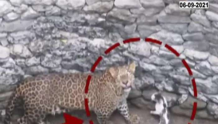 Nashik Leopard Cat Fight