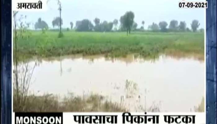  Amravati Crop loss Due To heavy Rain