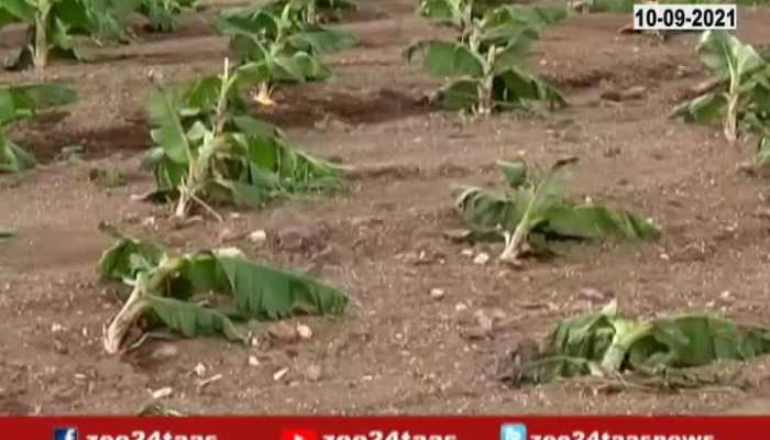 Aurangabad Farmers In Trouble With Crop Insurance Company