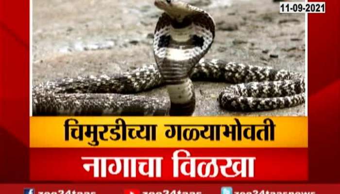 Wardha The Cobra Wrapped Around Girl Neck For Two Hours Update