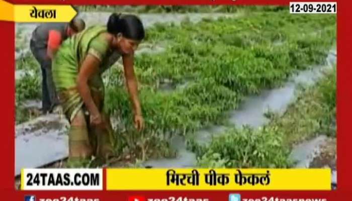 Yeola Farmer Uprooted Chilli Entire Farm For Low Price And No Market Demand