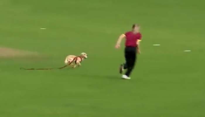VIDEO: क्रिकेट सामन्यादरम्यान मैदानात कुत्र्याची एन्ट्री, बॉल घेऊन पळाला