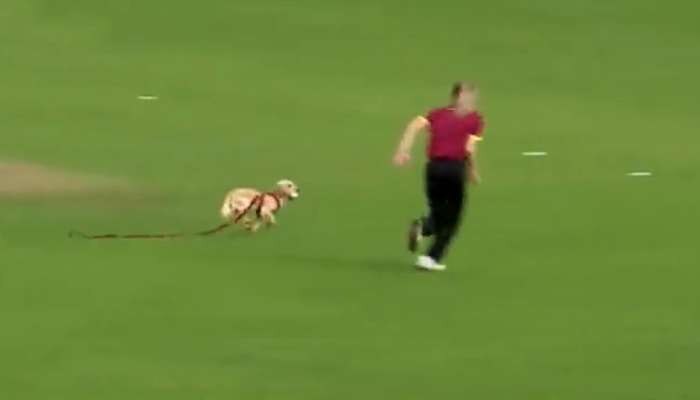 जबरदस्त | सामन्यादरम्यान मैदानात कुत्र्याची एंट्री, बॉलसाठी फिल्डर्सना पळवलं, पुढे काय झालं?