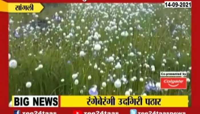 Sangli Udgiri Pathar Beauty Of Flowers