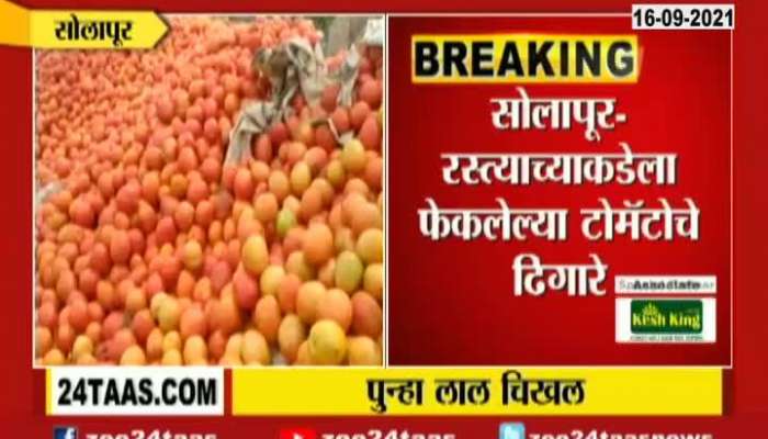 Solapur Tomatos were thrown at roadside from farmer for not getting price for tomatoes