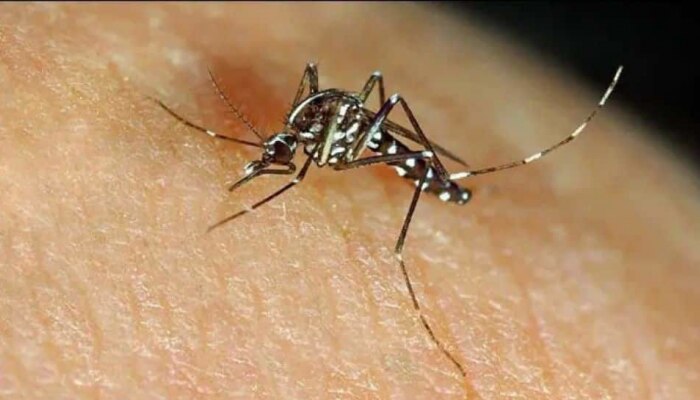 कोरोनानंतर मुंबईकरांना डेंग्यू, मलेरियाचा &#039;ताप&#039;