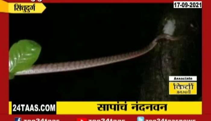 Sindhudurg FriendsOf Snake Demand Conservation Of 49 Types Of Snakes