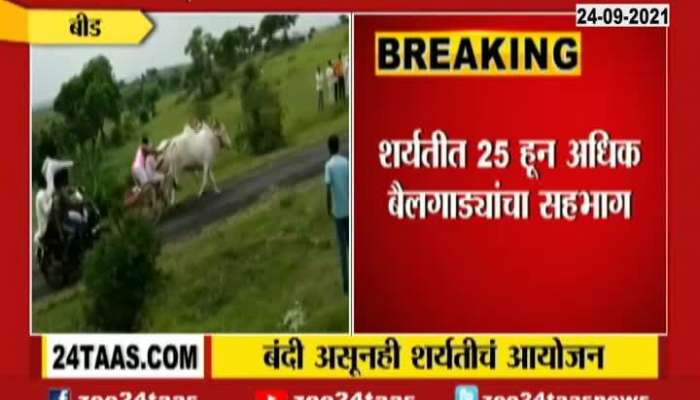 Beed Imampur Illegal Bullock Race Held