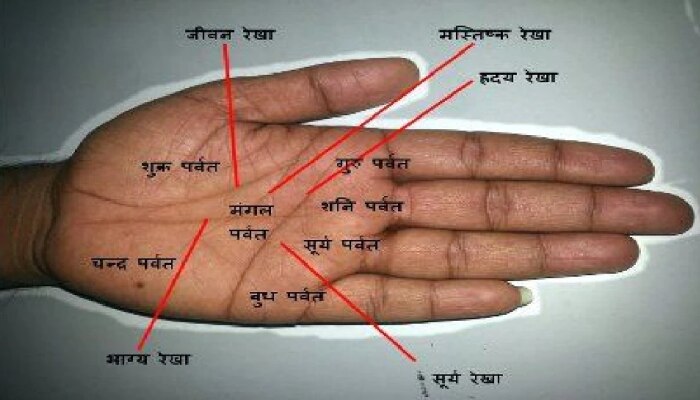 Palmistry | हातावरील भाग्य रेषावरून मिळतात संकेत, कोणत्या क्षेत्रात मिळणार यश?