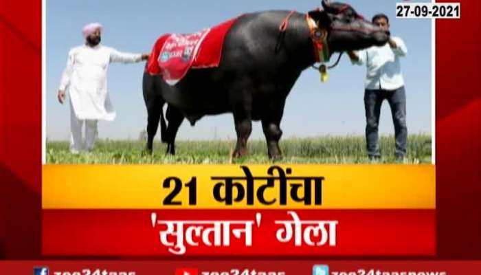 Haryana, Kaithal 21 Crore Bull Sultan Passed Away