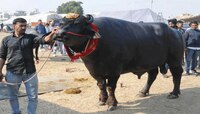 21 कोटींचा 'सुल्तान' गेला, 'सुल्तान'ची दावणी पडली ओस 