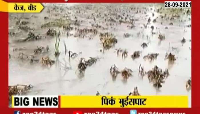 Beed Farmers Reaction On Crops Damage
