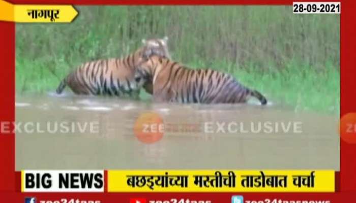 Nagpur Tiger Play In Water