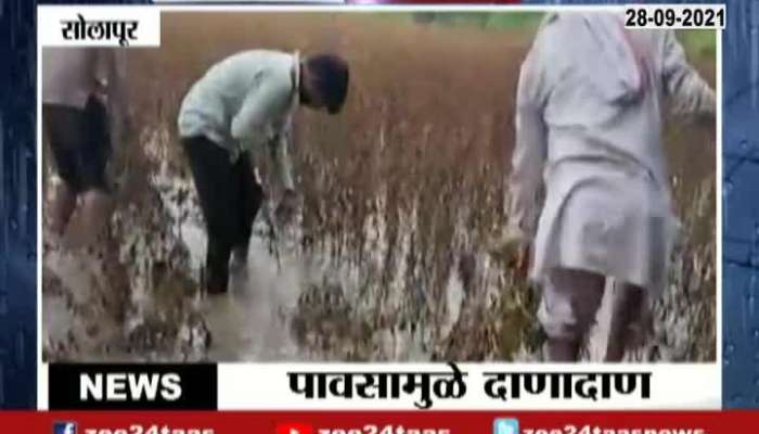 Solapur Ground Report On Soyabean Crop Damage From Heavy Rain Flood Situation