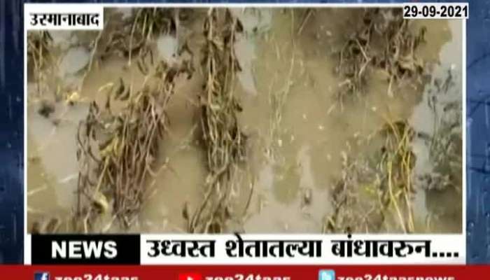 Osmanabad Heavy Rain Farmer Loss Crop