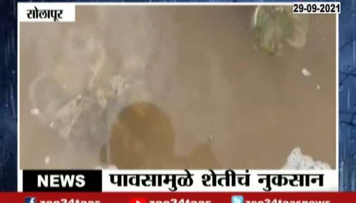  Solapur Farmer Reaction On Crops Loss From Heavy Rainfall