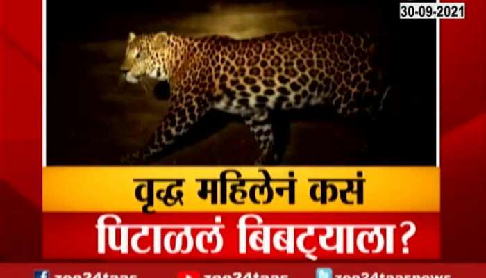 Mumbai Report On Leopard Seen In City