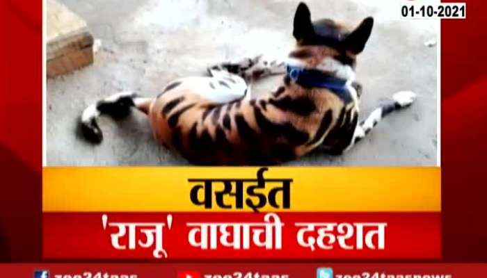 Report On Terror Of Dog Raju Tiger
