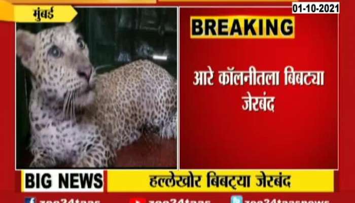 Mumbai Aarey Colony Leopard Finally Trapped By Forest Department