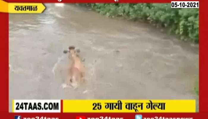 Yavatmal 25 Cattle Flown Away In Flood Water