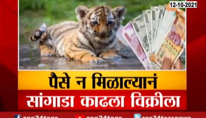 Nagpur Sacrificing A Tiger Calf To Make Money Rain Update