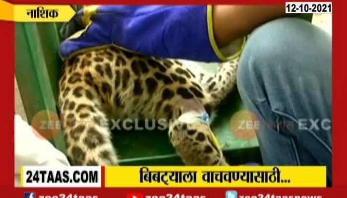 Leopard undergoing medical treatment in Nashik