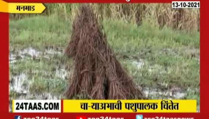 Manmad Farmers In Problem As Fodder For Animals Also Got Damage In Heavy Rainfall