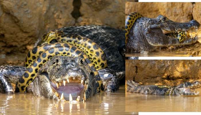 Crocodile- Anaconda मध्ये जगण्याचा संघर्ष; पाहा कोणी मारली बाजी 