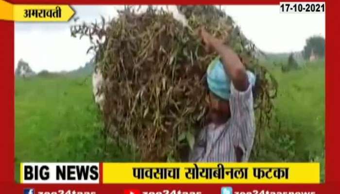Amravati Farmer In Deep Problem For Soyabean Crop Damage