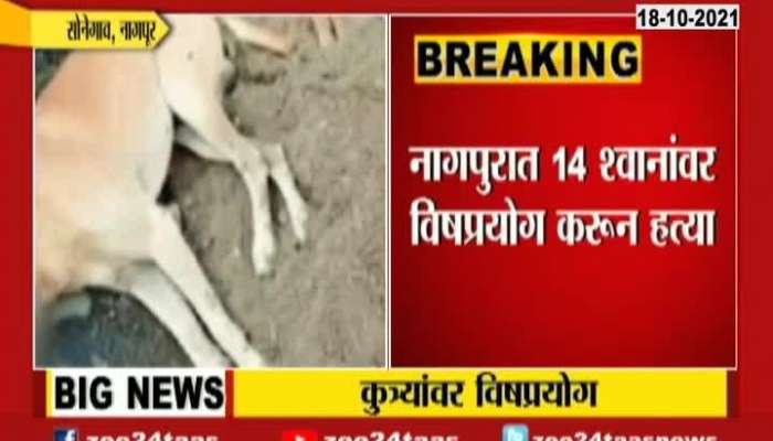 Nagpur Fourteen Stray Dogs Poisoned To Death