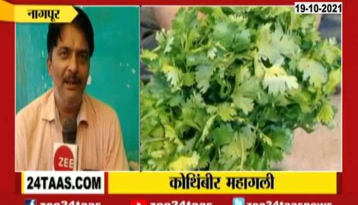 Nagpur coriander Price At Rupees 200 Per Bunch