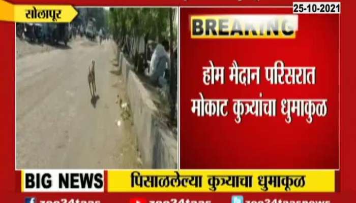 Solapur Stray Dog Bite 25 People