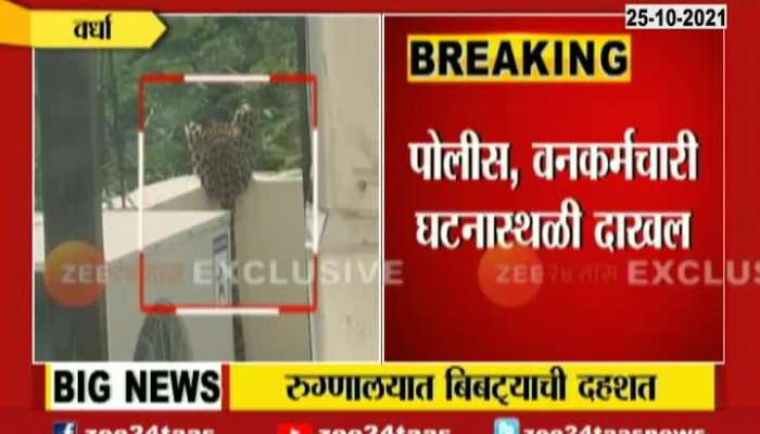 Wardha Ground Report Leopard Seen On Roof Of Hospital 