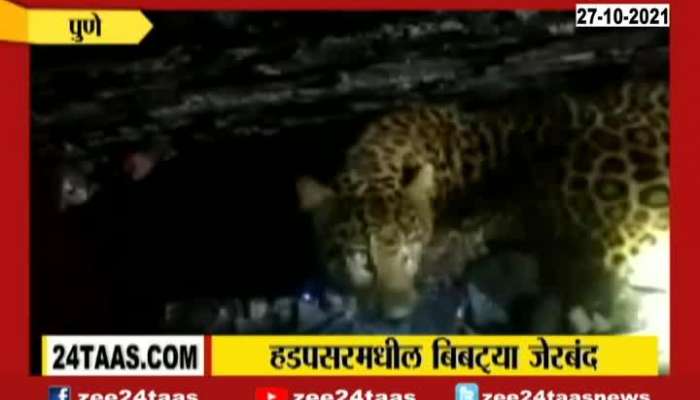 Pune Leopard Finally Trapped By Forest Department