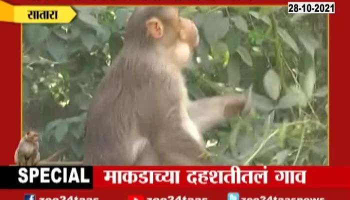 Satara,Wai Monkey Terror In Village