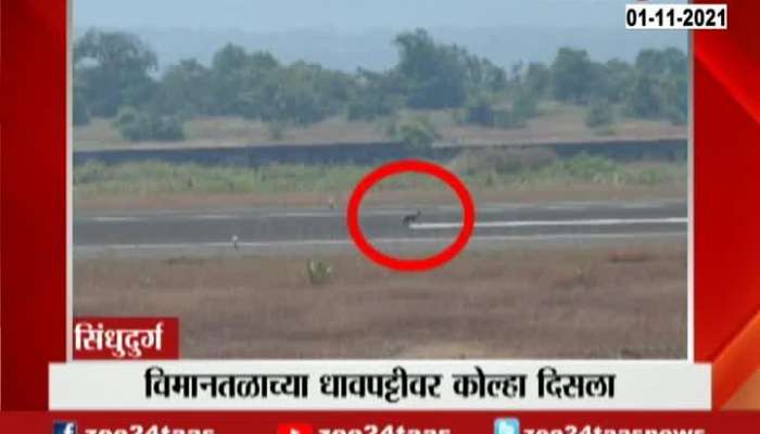 VIDEO: Fox spotted on airport runway