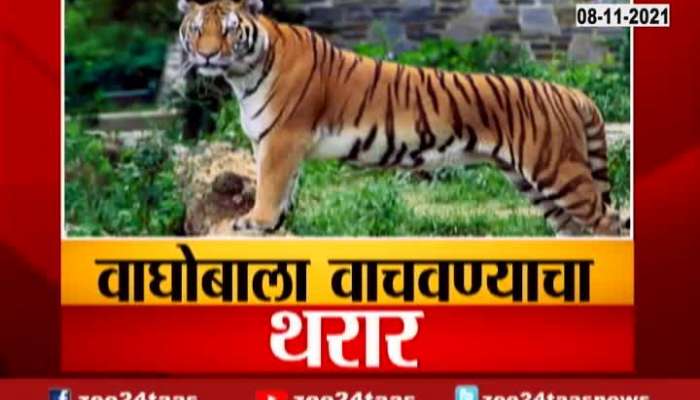  Chandrapur Thrilling Rescue Operation Of Tiger Fallen In Well