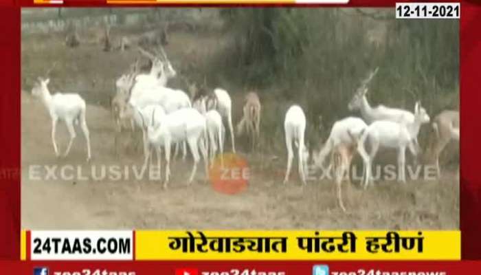  Nagpur 14 White Deers are Seen at Gorewada