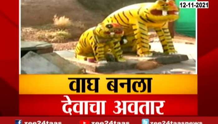 Nashik Tiger Worshipped By Devotees At Tiger Temple