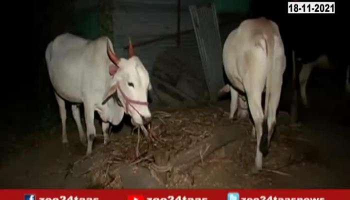 Aurangabad Rise In Farmers Problem As Pair Of Bulls Getting Theft Update