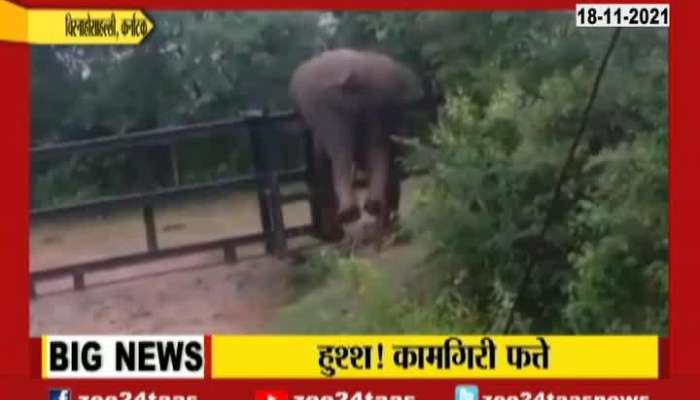 Karnataka Huge Elephant Cleverly Crossing Railway Barricade