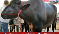 तुप, लोणी आणि काजूबदामाचा खुराख खाणाऱ्या बैलाला कोटींची मागणी, पण का? जाणून घ्या