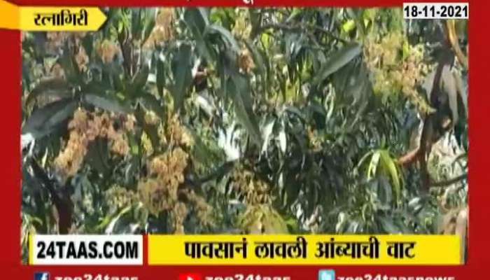 Ratnagiri Mangos And Cashew Crop Damage Form Three Days Continuous Rain