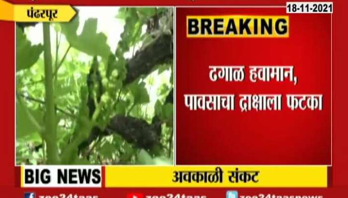 Pandharpur Worms Attack On Grapes Fruit